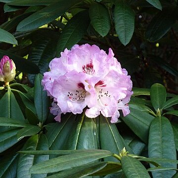 Rhododendron sutchuenense unspecified picture