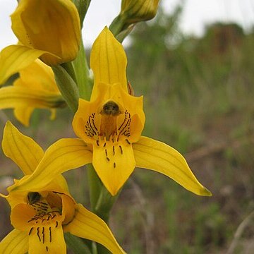 Chloraea unspecified picture