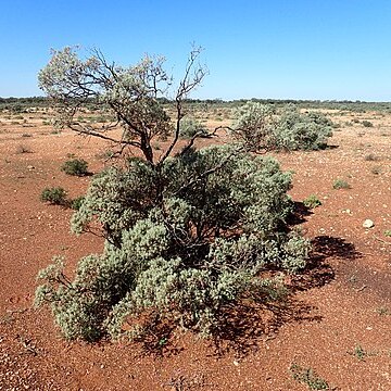 Eremophila pterocarpa subsp. acicularis unspecified picture