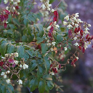 Lophostigma unspecified picture