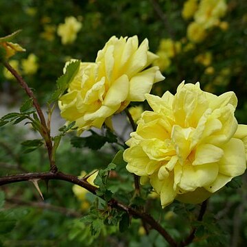 Rosa hemisphaerica unspecified picture