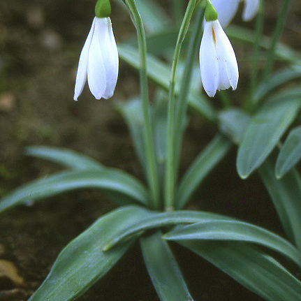 Galanthus unspecified picture