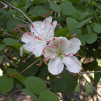 Lysiphyllum unspecified picture