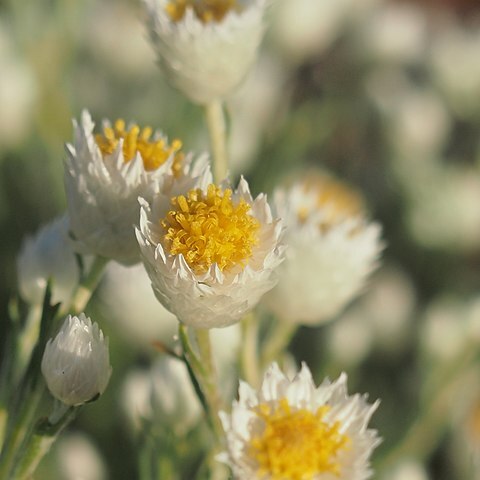 Rhodanthe floribunda unspecified picture