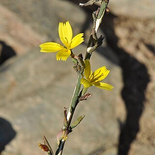 Lactuca viminea subsp. chondrilliflora unspecified picture