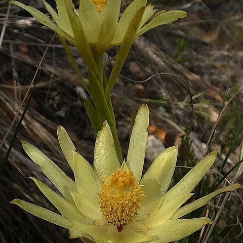 Leucadendron xanthoconus unspecified picture