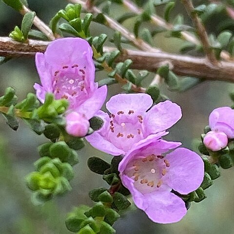 Thryptomene denticulata unspecified picture