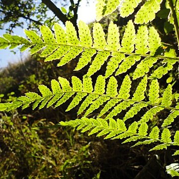 Dryopteris inaequalis unspecified picture