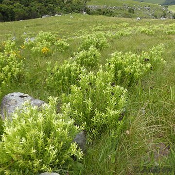 Leucadendron spissifolium subsp. natalense unspecified picture