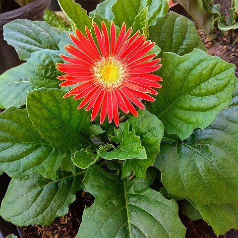 Gerbera unspecified picture