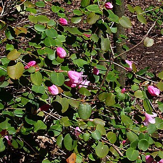 Rhododendron williamsianum unspecified picture