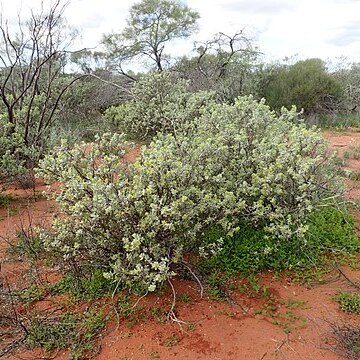 Eremophila forrestii unspecified picture