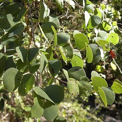 Lysiphyllum carronii unspecified picture