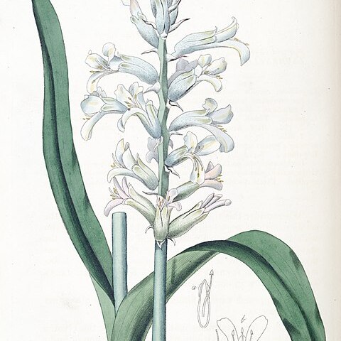 Lachenalia orchioides subsp. glaucina unspecified picture