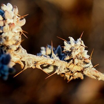 Sclerolaena obliquicuspis unspecified picture