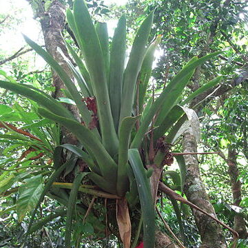 Glomeropitcairnia unspecified picture