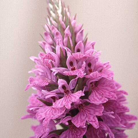 Dactylorhiza fuchsii subsp. hebridensis unspecified picture