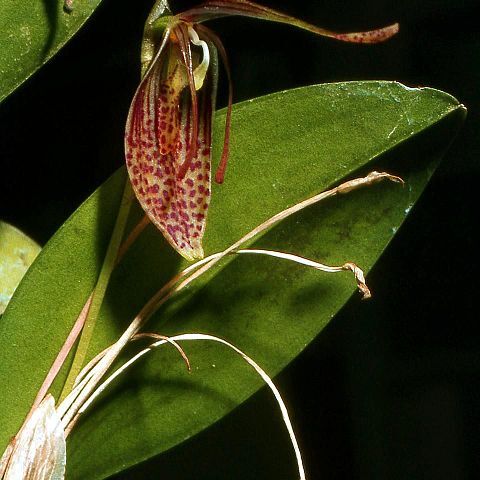 Restrepia aristulifera unspecified picture