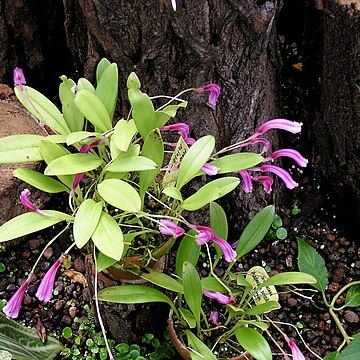 Masdevallia notosibirica unspecified picture