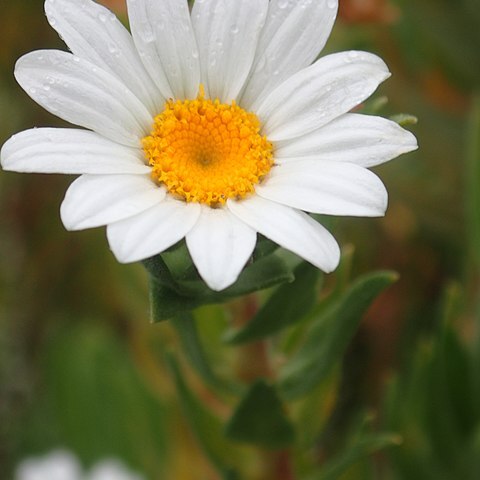 Osmitopsis asteriscoides unspecified picture