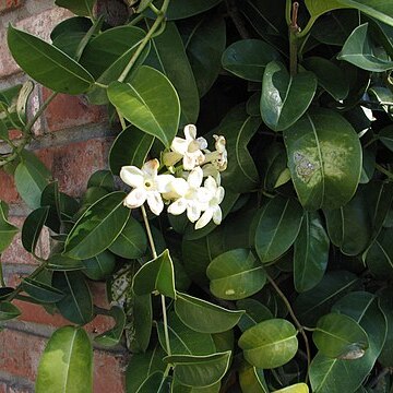 Stephanotis unspecified picture