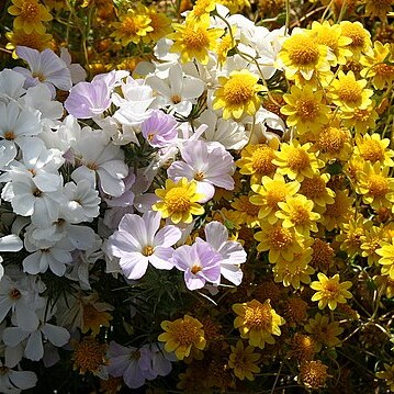 Leptosiphon grandiflorus unspecified picture