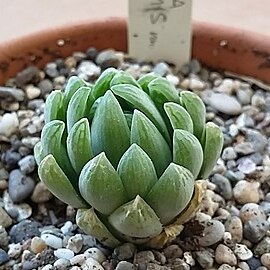 Haworthia cymbiformis var. incurvula unspecified picture