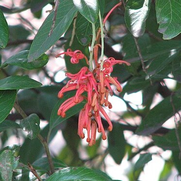 Grevillea victoriae subsp. nivalis unspecified picture