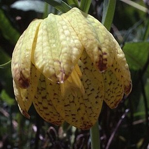 Fritillaria tubiformis unspecified picture