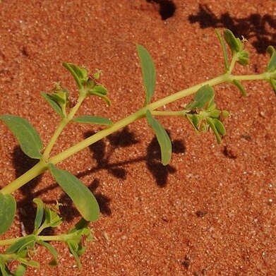 Euphorbia wheeleri unspecified picture