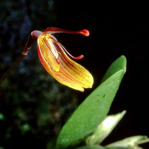 Restrepia aspasicensium unspecified picture