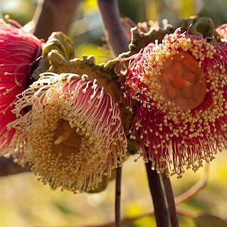 Eucalyptus youngiana unspecified picture