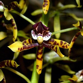 Prosthechea sceptra unspecified picture