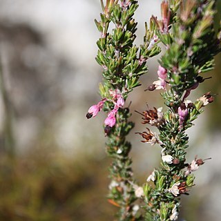 Erica placentiflora unspecified picture