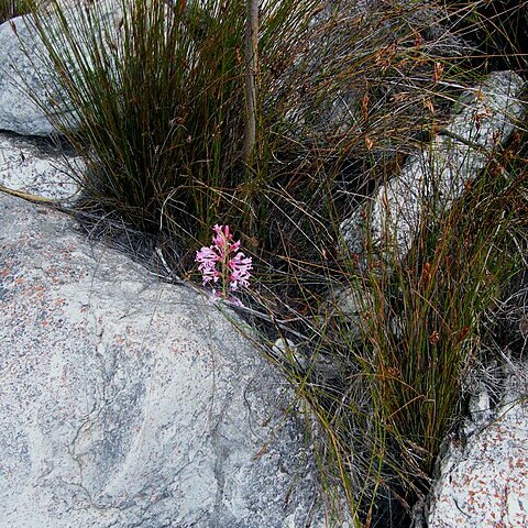 Tritoniopsis pulchella unspecified picture