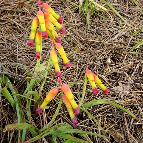 Lachenalia quadricolor unspecified picture