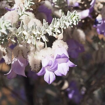 Eremophila lachnocalyx unspecified picture