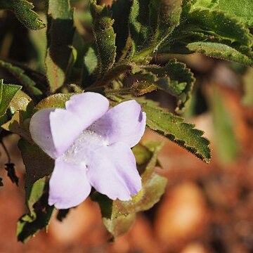 Eremophila canaliculata unspecified picture