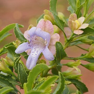 Eremophila crenulata unspecified picture