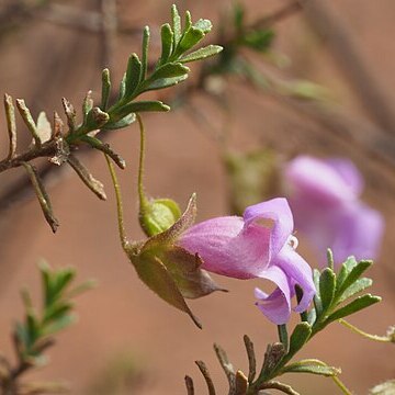 Eremophila punctata unspecified picture