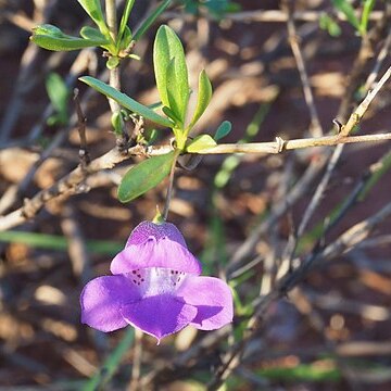 Eremophila lanceolata unspecified picture