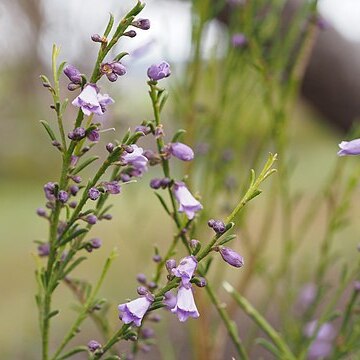 Eremophila dichroantha unspecified picture