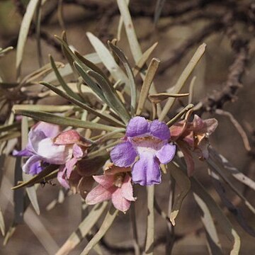 Eremophila phyllopoda unspecified picture