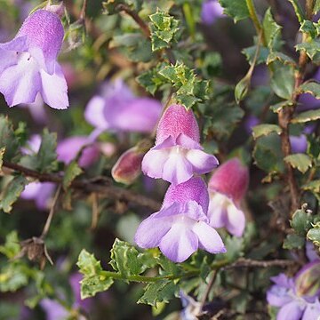 Eremophila incisa unspecified picture