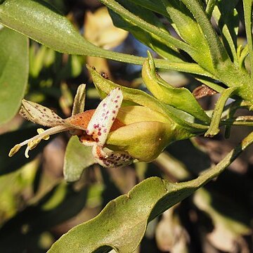 Eremophila galeata unspecified picture