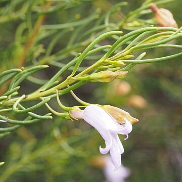 Eremophila rugosa unspecified picture