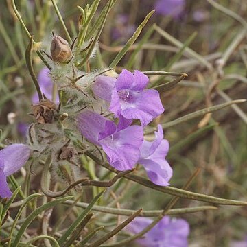 Eremophila margarethae unspecified picture