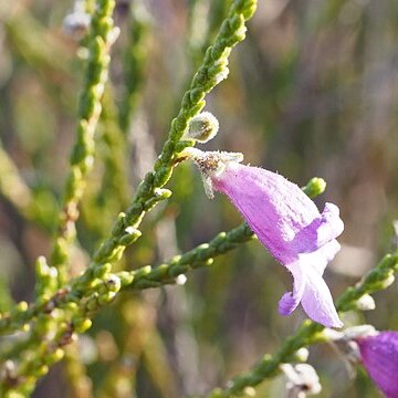 Eremophila homoplastica unspecified picture