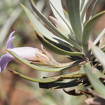 Eremophila rigens unspecified picture