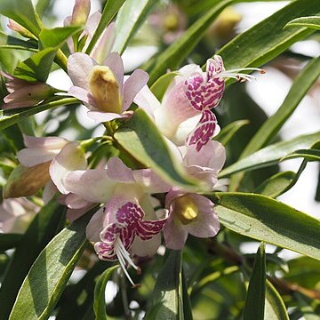 Eremophila viscida unspecified picture